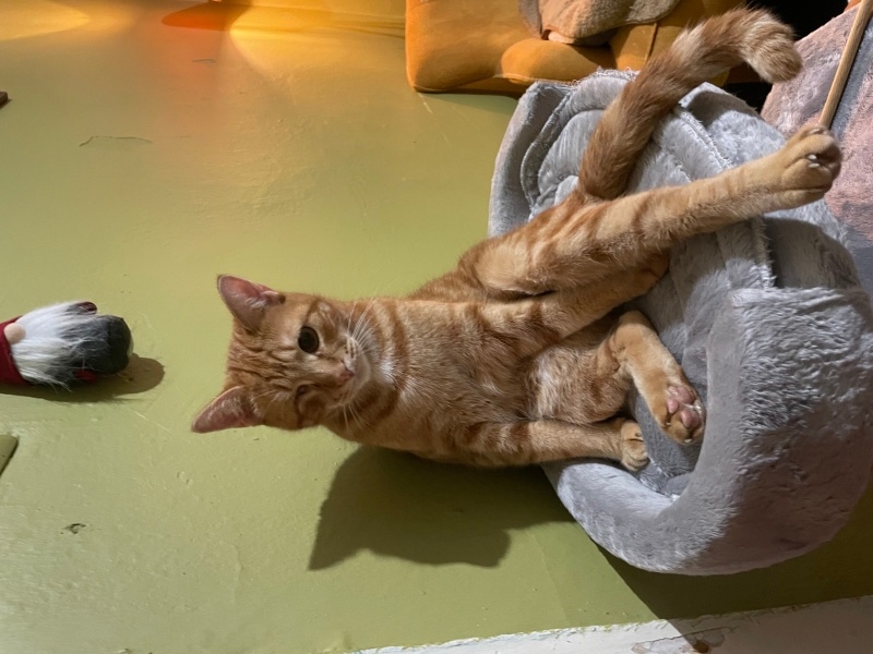 Sarman, Kedi Osi fotoğrafı