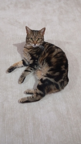 Tekir Kedi, Kedi Kısmet fotoğrafı