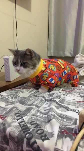 Tekir Kedi, Kedi Maya fotoğrafı