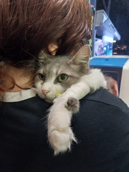 Tekir Kedi, Kedi Maya fotoğrafı