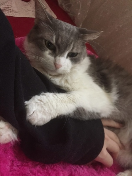 Tekir Kedi, Kedi Maya fotoğrafı