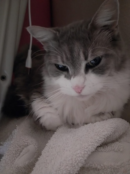 Tekir Kedi, Kedi Maya fotoğrafı