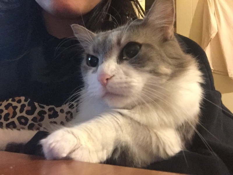 Tekir Kedi, Kedi Maya fotoğrafı