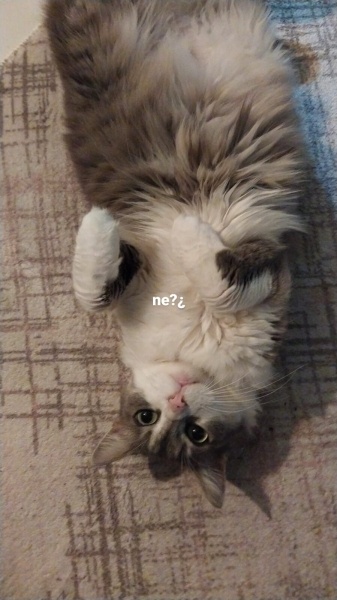 Tekir Kedi, Kedi Maya fotoğrafı