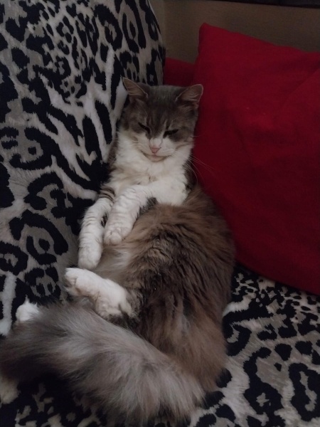 Tekir Kedi, Kedi Maya fotoğrafı