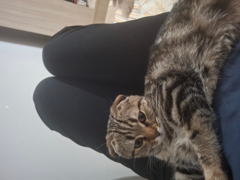 Tekir Kedi, Kedi Minnos fotoğrafı