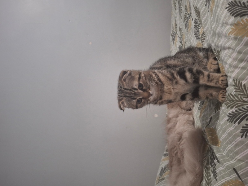 Tekir Kedi, Kedi Minnos fotoğrafı