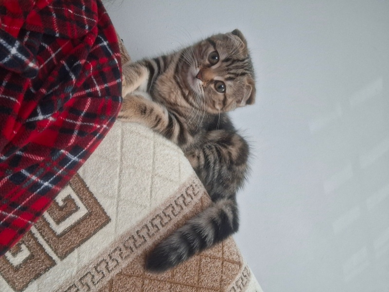 Tekir Kedi, Kedi Minnos fotoğrafı