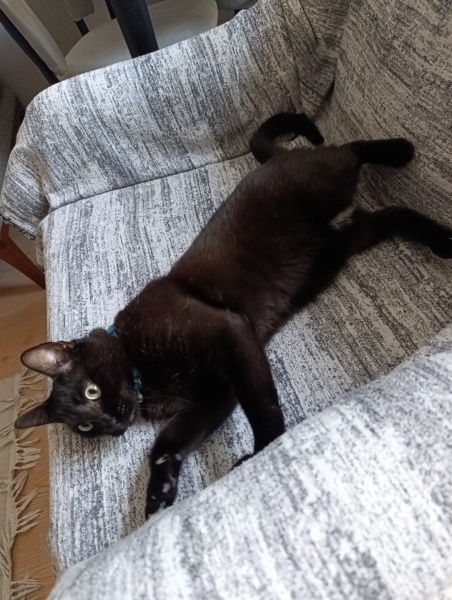 Bombay, Kedi Gölge fotoğrafı