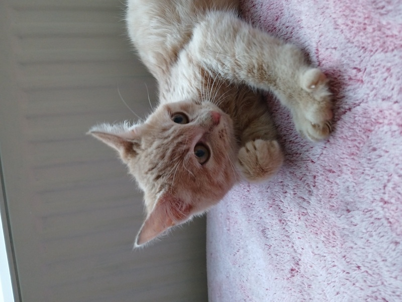 Sarman, Kedi Tarçın fotoğrafı