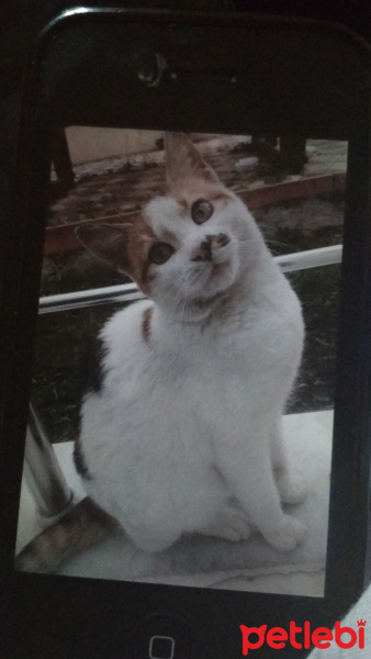 Tekir Kedi, Kedi  Pamuk fotoğrafı