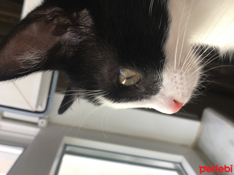 Tekir Kedi, Kedi  Zeytin fotoğrafı