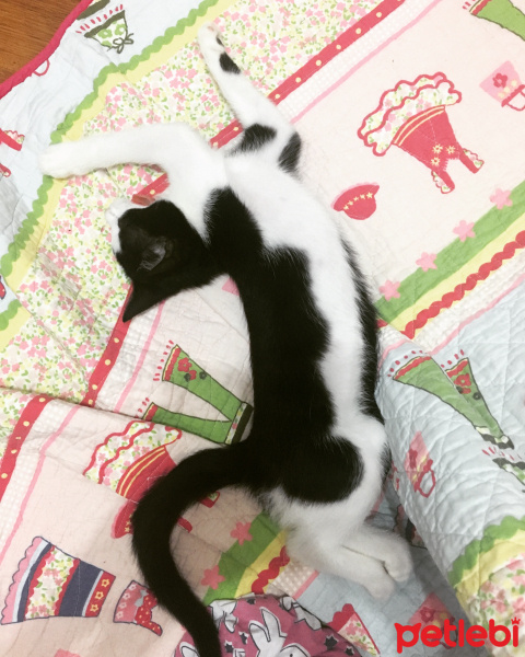 Tekir Kedi, Kedi  Zeytin fotoğrafı