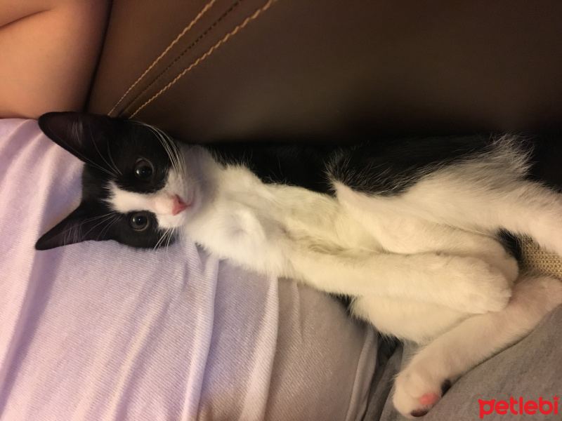 Tekir Kedi, Kedi  Zeytin fotoğrafı