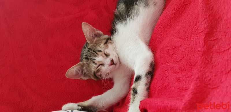 Tekir Kedi, Kedi  Tarçın fotoğrafı