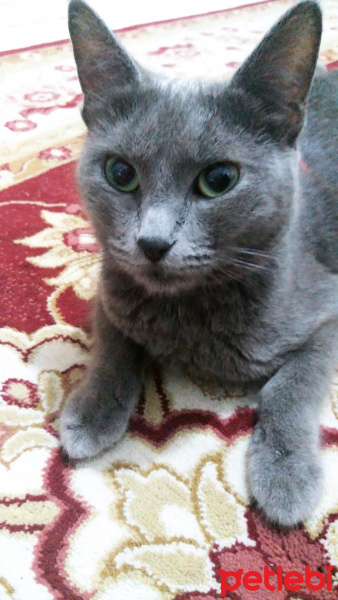 Mavi Rus, Kedi  Zeytin fotoğrafı