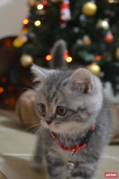 British Shorthair, Kedi Alice fotoğrafı