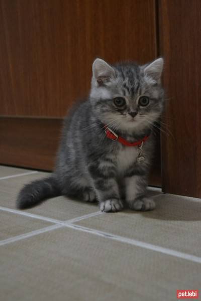 British Shorthair, Kedi Alice fotoğrafı