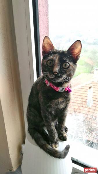 Tekir Kedi, Kedi ŞİRİN fotoğrafı