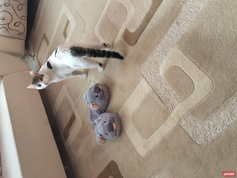 Tekir Kedi, Kedi Zeynep fotoğrafı