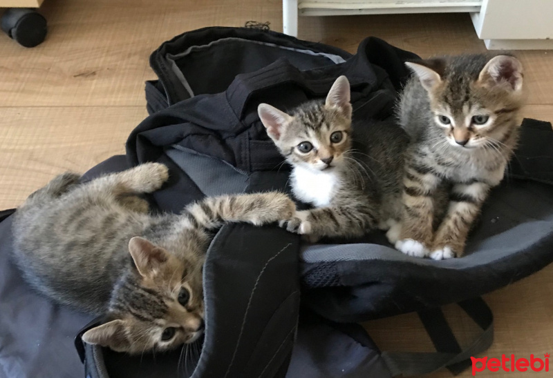 Tekir Kedi, Kedi Terra fotoğrafı