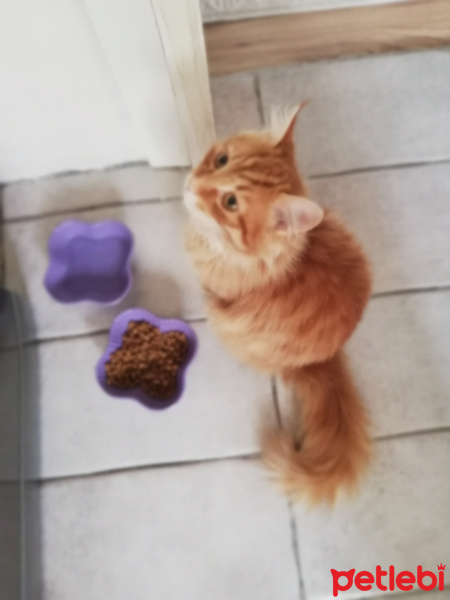 Sarman, Kedi Sevket fotoğrafı