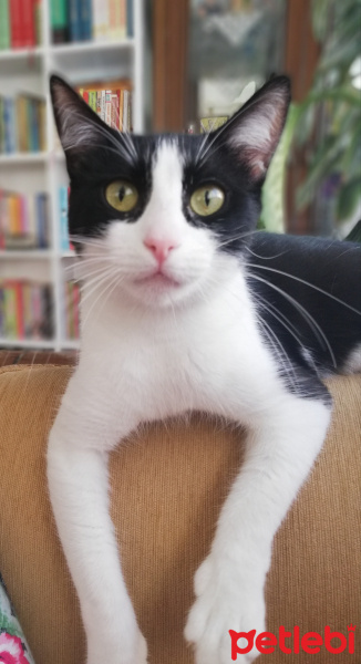 Tekir Kedi, Kedi Liza fotoğrafı