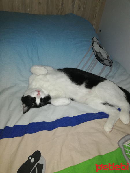 Tekir Kedi, Kedi Liza fotoğrafı