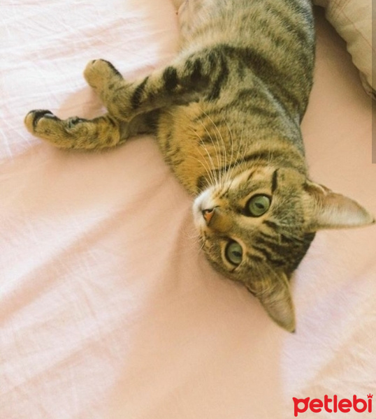 Tekir Kedi, Kedi Fındık fotoğrafı