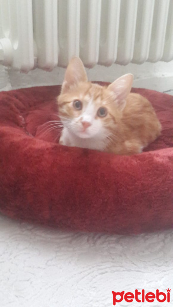 Tekir Kedi, Kedi Tarçin fotoğrafı