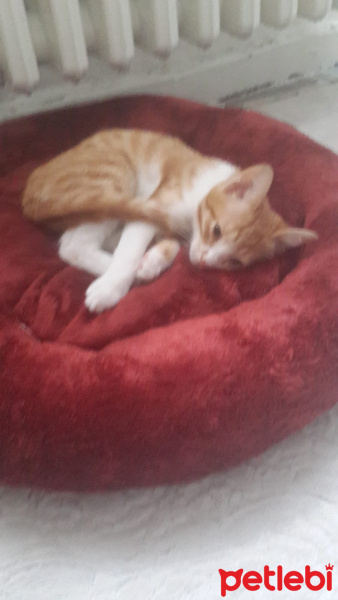 Tekir Kedi, Kedi Tarçin fotoğrafı