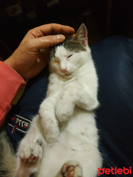 Tekir Kedi, Kedi Maya fotoğrafı