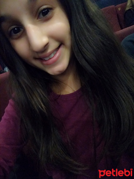 Labrador Retriever, Köpek Raki fotoğrafı