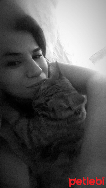 Sarman, Kedi Richie fotoğrafı