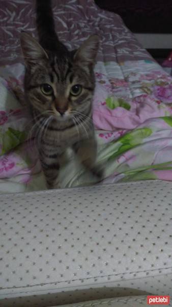 Tekir Kedi, Kedi Necati fotoğrafı