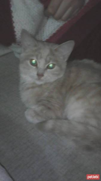 Tekir Kedi, Kedi  Altın duman fındık 3 kardeşler fotoğrafı