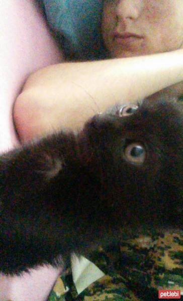 Bombay, Kedi  Venüs fotoğrafı