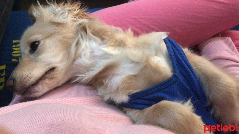 İngiliz Cocker Spaniel, Köpek Luci fotoğrafı