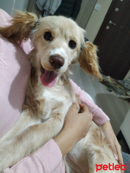 İngiliz Cocker Spaniel, Köpek Luci fotoğrafı