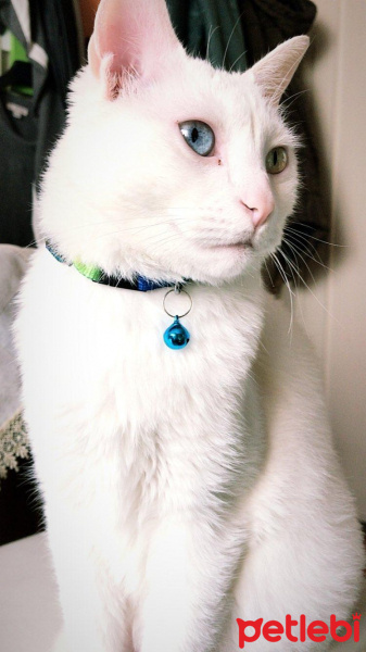 Van Kedisi, Kedi  Venüs fotoğrafı