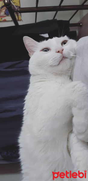 Van Kedisi, Kedi  Venüs fotoğrafı