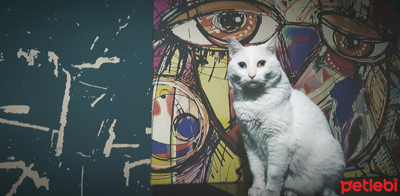 Van Kedisi, Kedi  Venüs fotoğrafı