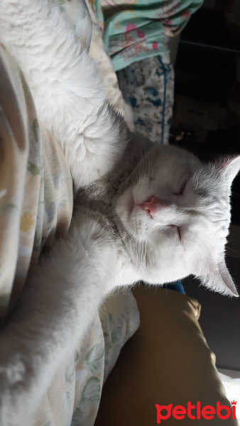 Van Kedisi, Kedi  Venüs fotoğrafı