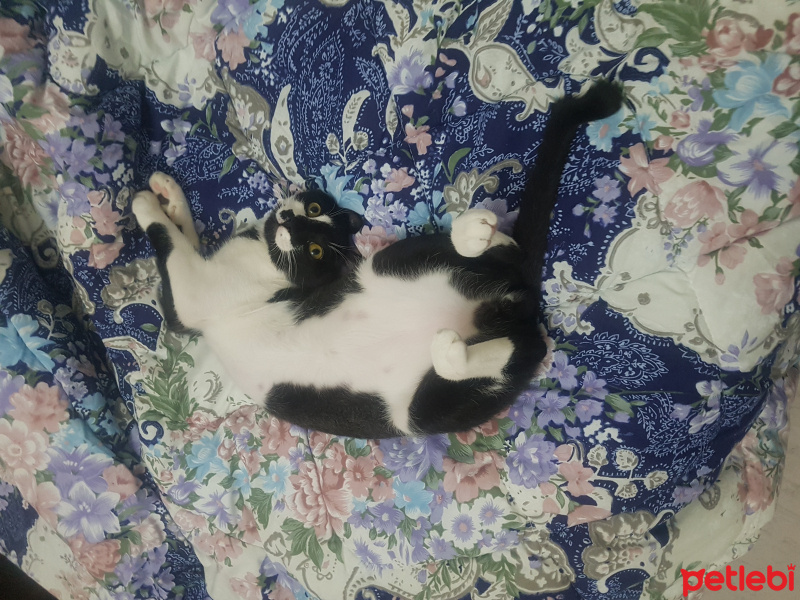 Tuxedo (Smokin) Kedi, Kedi Haşmet fotoğrafı