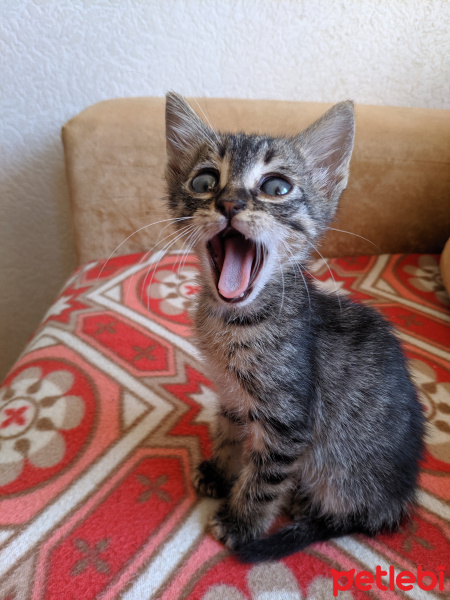 Tekir Kedi, Kedi  Venüs fotoğrafı