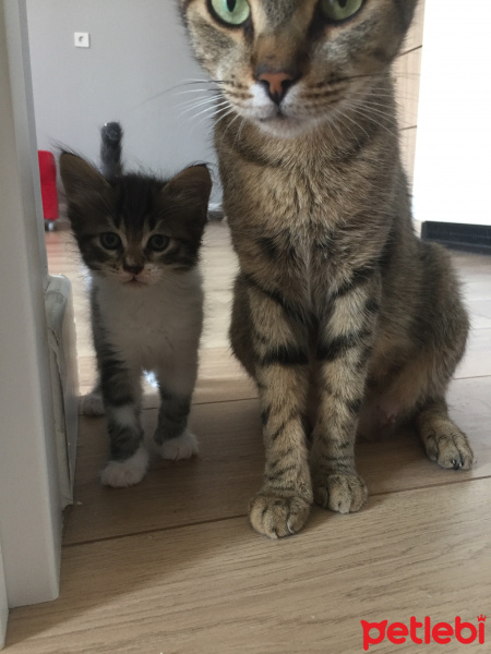 Tekir Kedi, Kedi Kedi fotoğrafı