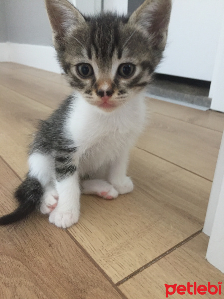 Tekir Kedi, Kedi Kedi fotoğrafı