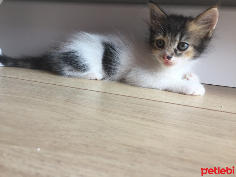 Tekir Kedi, Kedi Kedi fotoğrafı