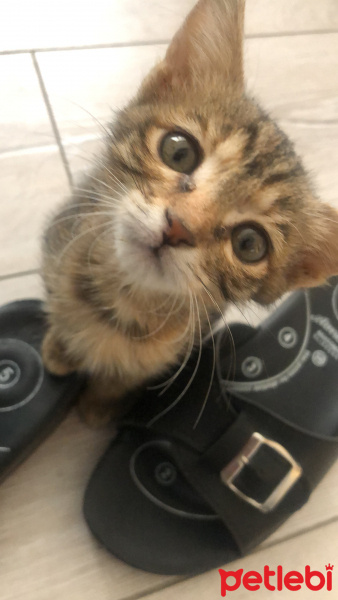 Tekir Kedi, Kedi Adnan fotoğrafı