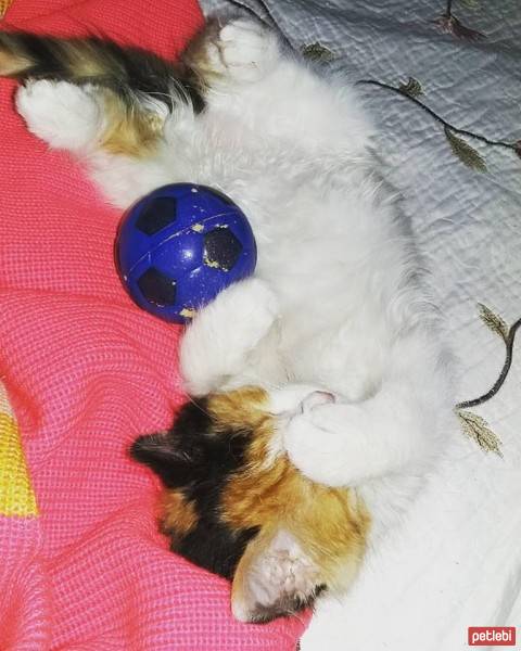 Ankara Kedisi, Kedi  Venüs fotoğrafı